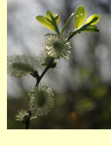 Ушастая ива (S. aurita L.) Ушастая ива (S. aurita L.)